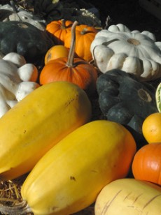 potimarron-patisson-cardon